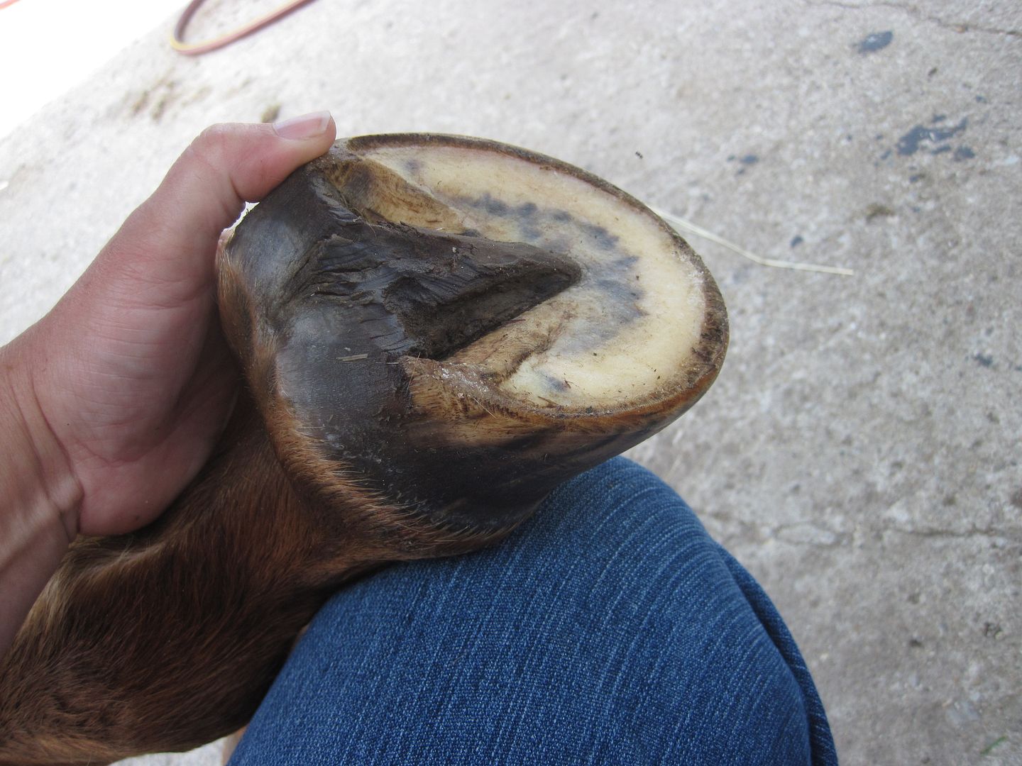 Three days out from trim, horse still sore The Horse Forum